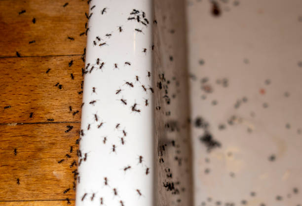 Best Affordable Pest Control Services  in Frazier Park, CA