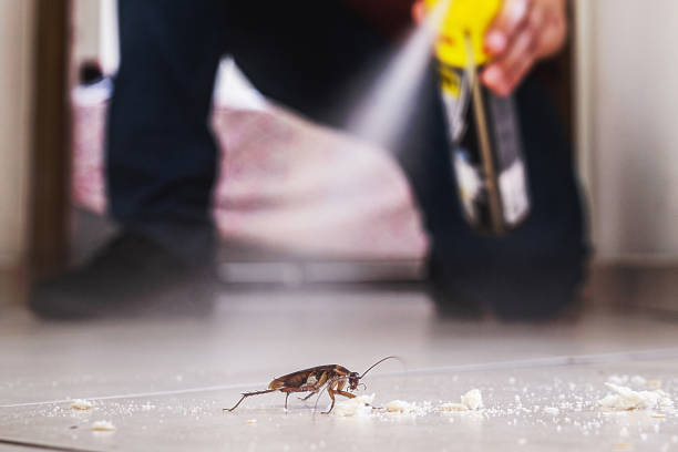 Best Termite Control Services  in Frazier Park, CA