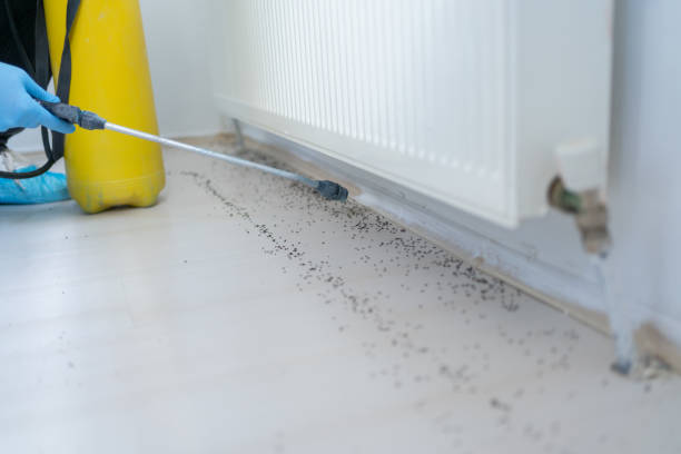 Best Pest Control Near Me  in Frazier Park, CA